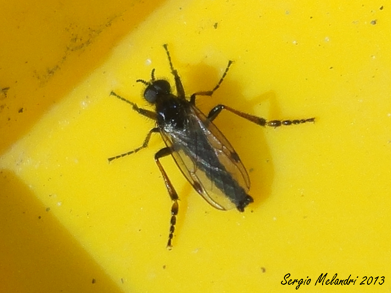 Bibionide da id.